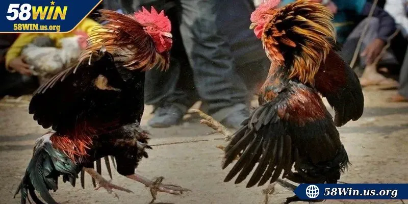 Luật về xử phạt các hành vi gian lận